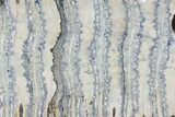 Polished Mammoth Molar Section - South Carolina #180487-1